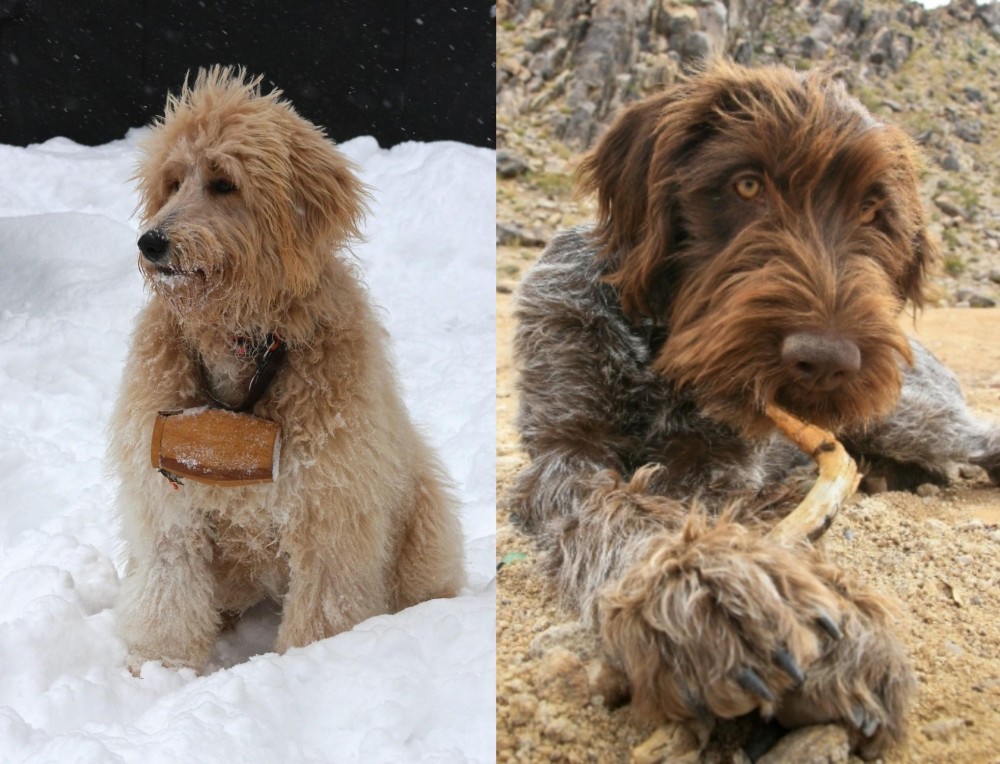 Wirehaired Pointing Griffon vs Pyredoodle - Breed Comparison