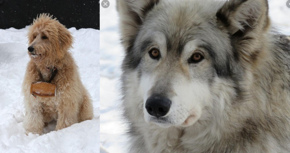 Wolfdog vs Pyredoodle - Breed Comparison
