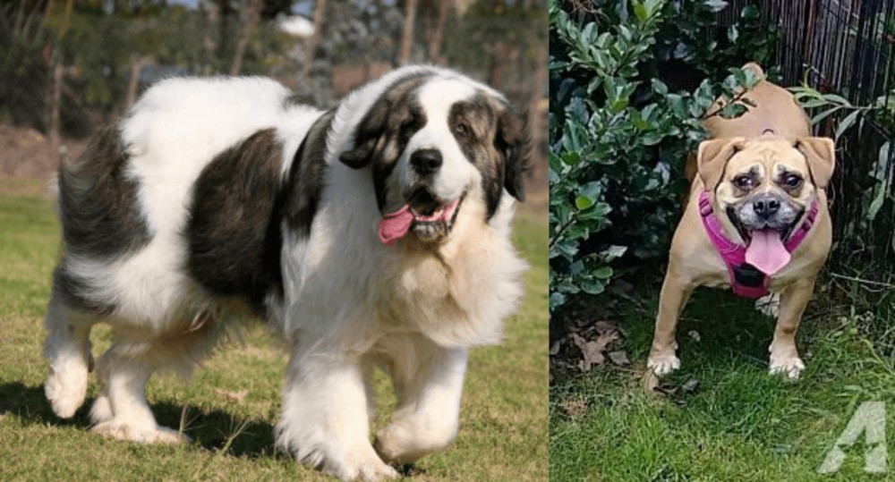 Beabull vs Pyrenean Mastiff - Breed Comparison