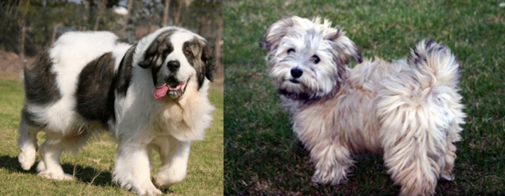 Havapoo vs Pyrenean Mastiff - Breed Comparison