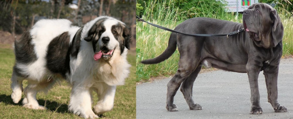 Neapolitan Mastiff vs Pyrenean Mastiff - Breed Comparison