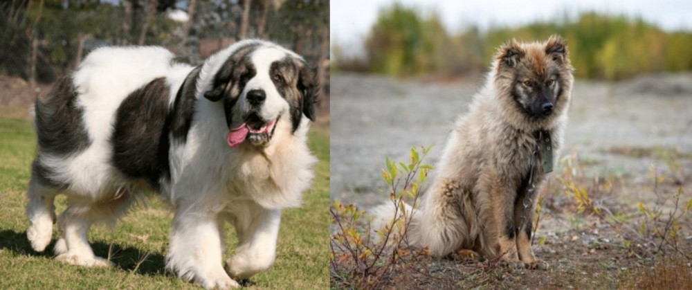 Nenets Herding Laika vs Pyrenean Mastiff - Breed Comparison