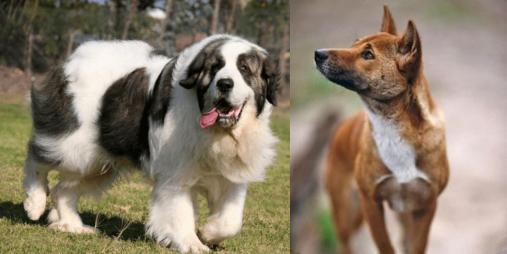 New Guinea Singing Dog vs Pyrenean Mastiff - Breed Comparison