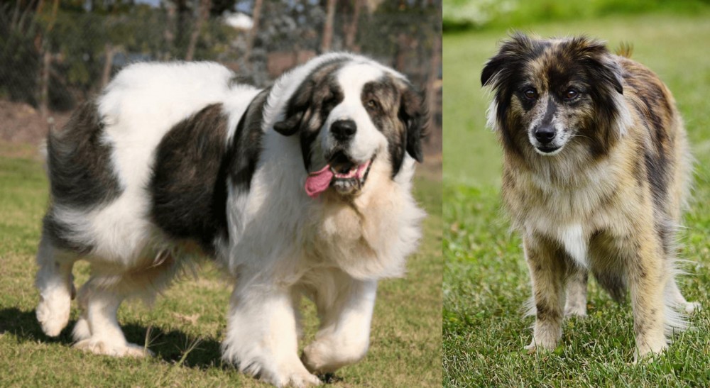 Pyrenean Shepherd vs Pyrenean Mastiff - Breed Comparison