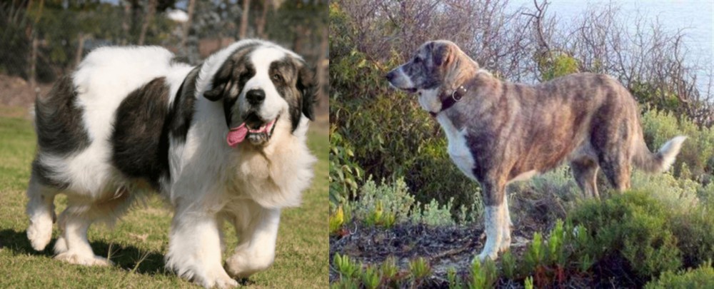 Rafeiro do Alentejo vs Pyrenean Mastiff - Breed Comparison