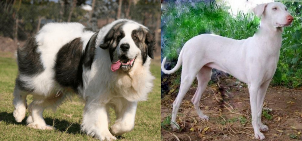 Rajapalayam vs Pyrenean Mastiff - Breed Comparison