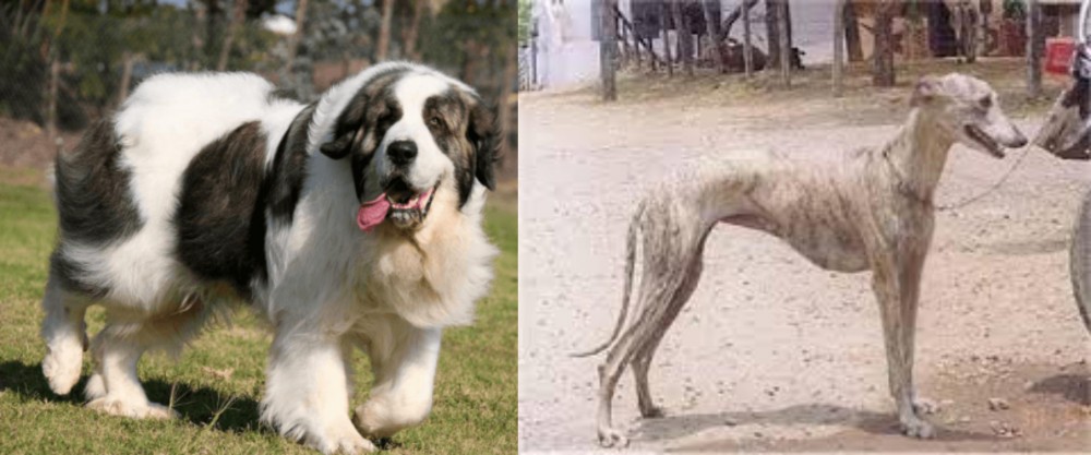 Rampur Greyhound vs Pyrenean Mastiff - Breed Comparison