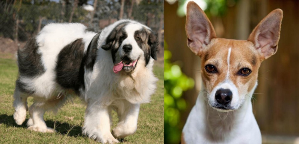 Rat Terrier vs Pyrenean Mastiff - Breed Comparison
