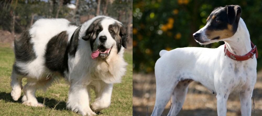 Ratonero Bodeguero Andaluz vs Pyrenean Mastiff - Breed Comparison