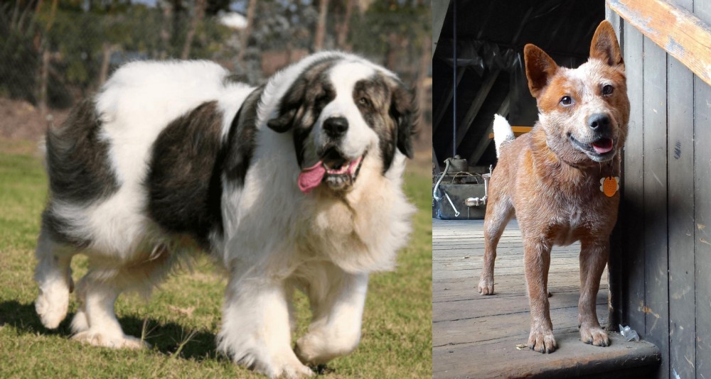 Red Heeler vs Pyrenean Mastiff - Breed Comparison