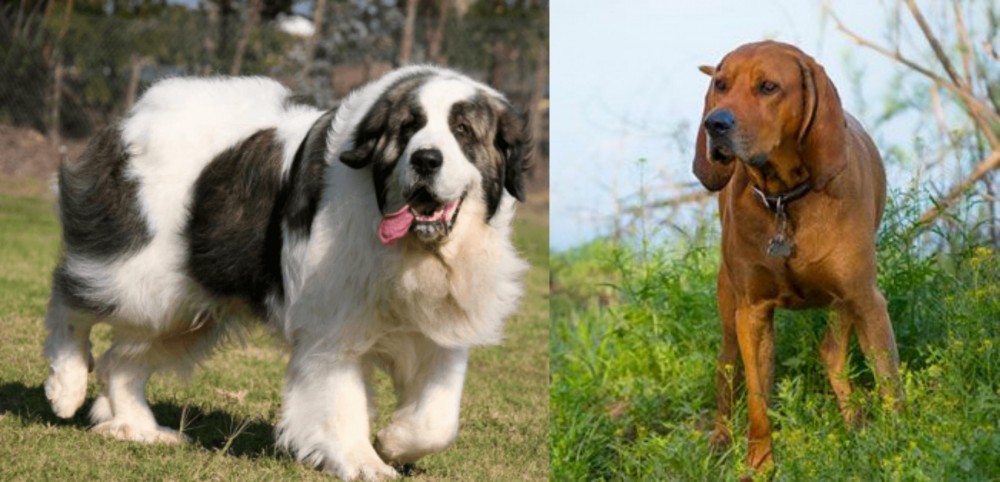 Redbone Coonhound vs Pyrenean Mastiff - Breed Comparison
