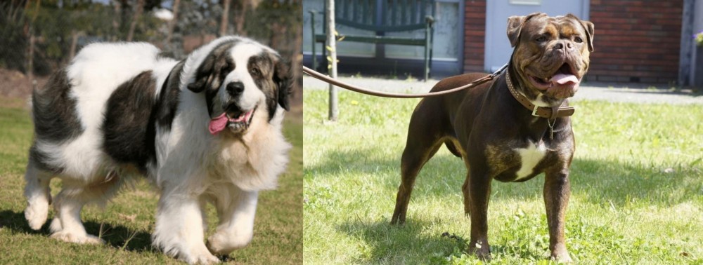 Renascence Bulldogge vs Pyrenean Mastiff - Breed Comparison