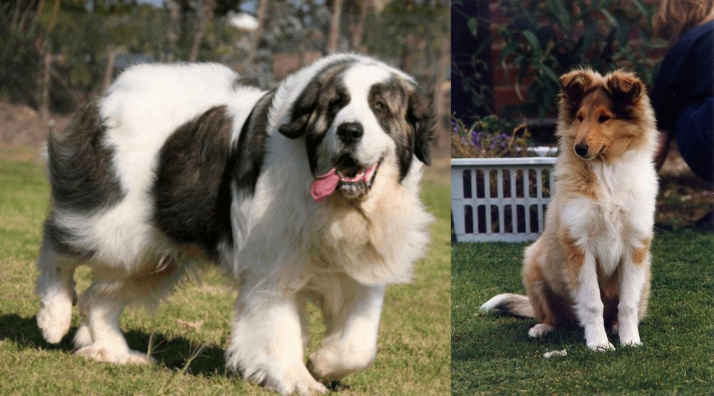 Rough Collie vs Pyrenean Mastiff - Breed Comparison