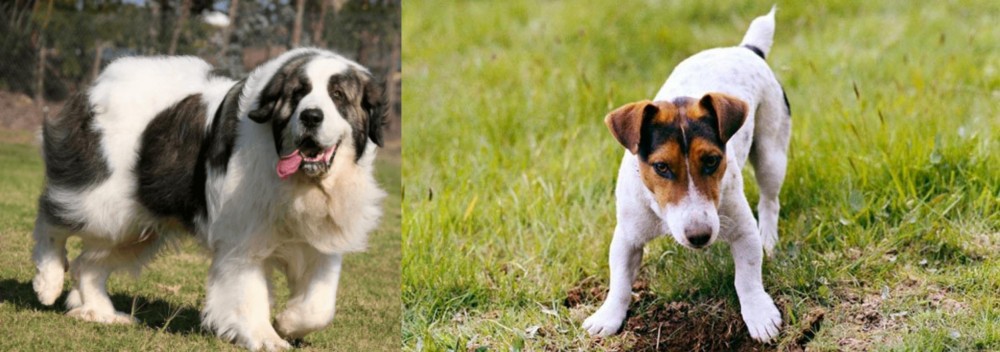 Russell Terrier vs Pyrenean Mastiff - Breed Comparison