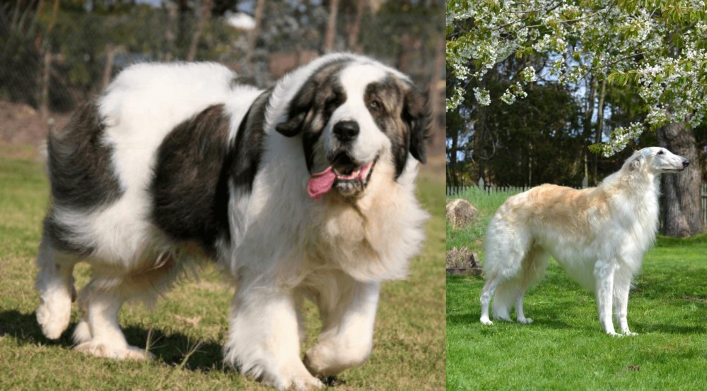 Russian Hound vs Pyrenean Mastiff - Breed Comparison