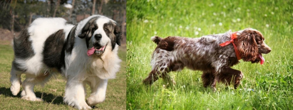 Russian Spaniel vs Pyrenean Mastiff - Breed Comparison