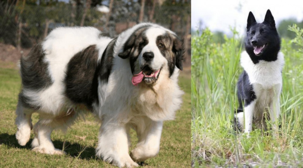 Russo-European Laika vs Pyrenean Mastiff - Breed Comparison