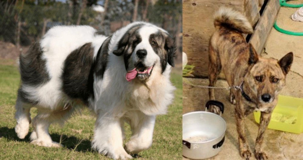 Ryukyu Inu vs Pyrenean Mastiff - Breed Comparison