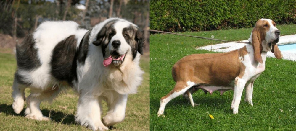 Sabueso Espanol vs Pyrenean Mastiff - Breed Comparison