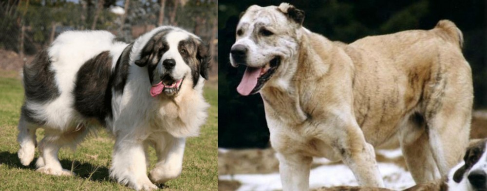 Sage Koochee vs Pyrenean Mastiff - Breed Comparison