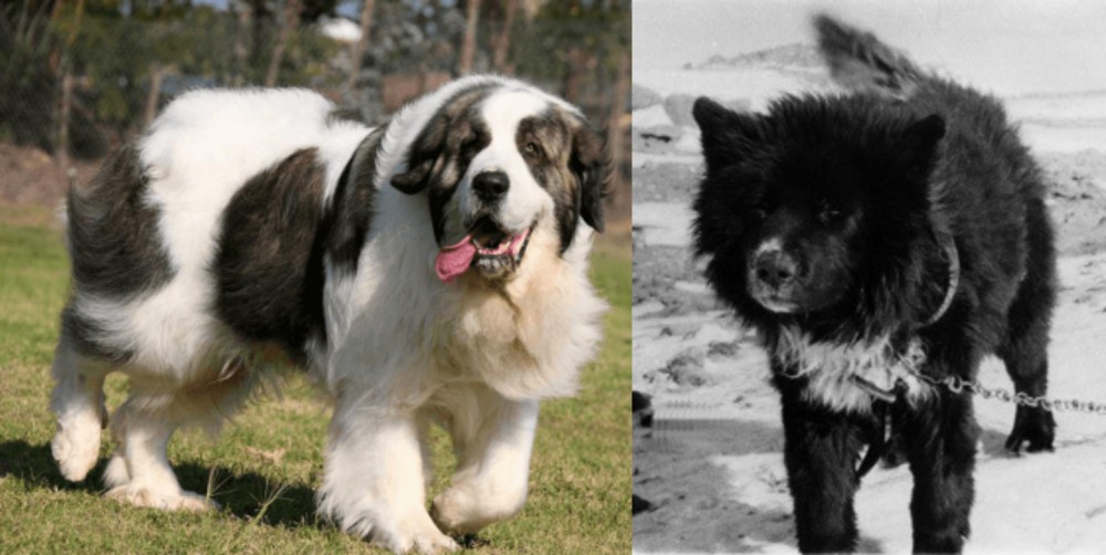 Sakhalin Husky vs Pyrenean Mastiff - Breed Comparison
