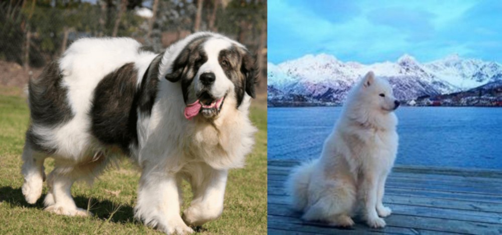 Samoyed vs Pyrenean Mastiff - Breed Comparison