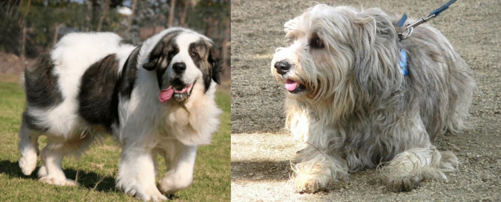 Sapsali vs Pyrenean Mastiff - Breed Comparison
