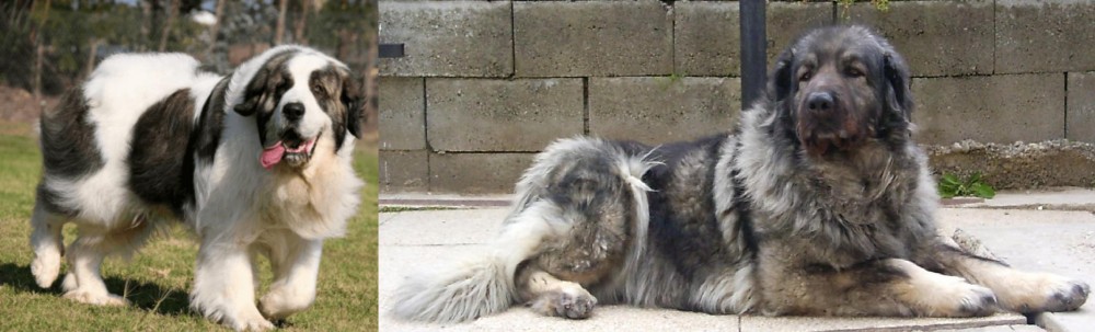 Sarplaninac vs Pyrenean Mastiff - Breed Comparison