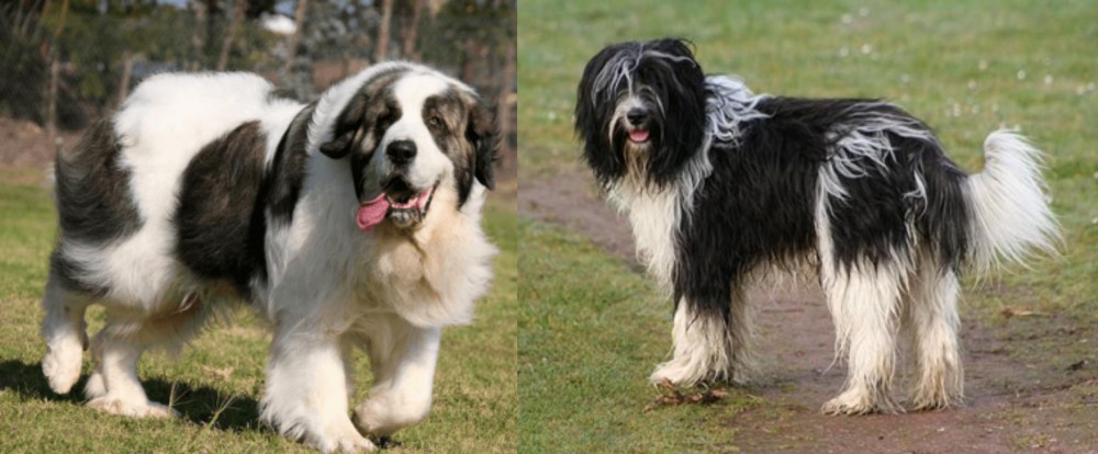Schapendoes vs Pyrenean Mastiff - Breed Comparison