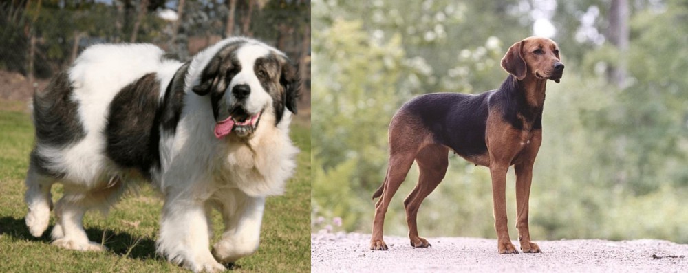 Schillerstovare vs Pyrenean Mastiff - Breed Comparison