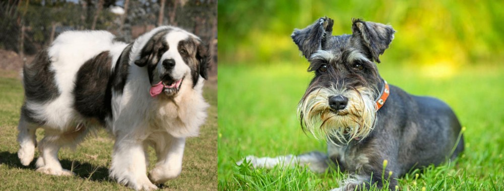 Schnauzer vs Pyrenean Mastiff - Breed Comparison