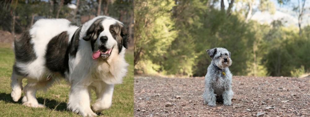 Schnoodle vs Pyrenean Mastiff - Breed Comparison
