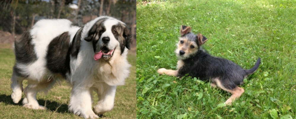 Schnorkie vs Pyrenean Mastiff - Breed Comparison