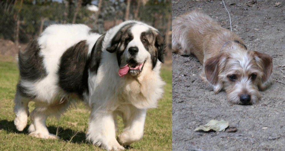 Schweenie vs Pyrenean Mastiff - Breed Comparison