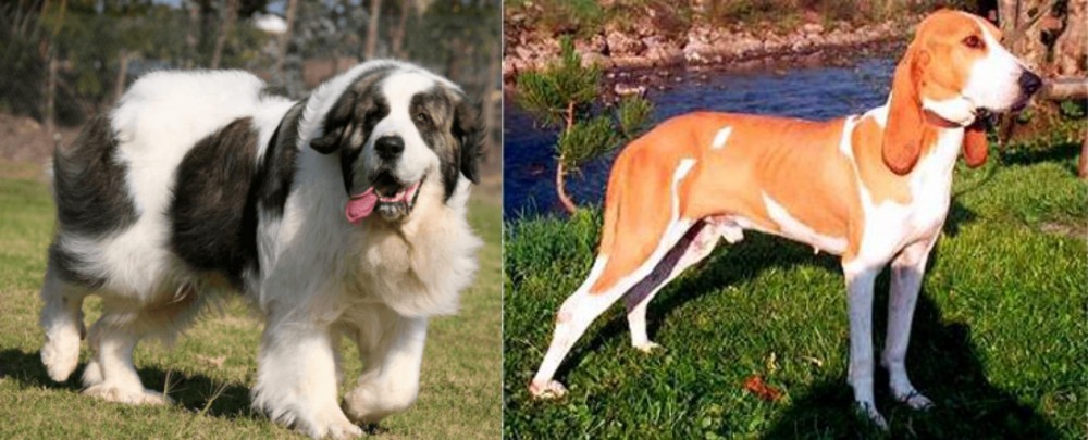Schweizer Laufhund vs Pyrenean Mastiff - Breed Comparison