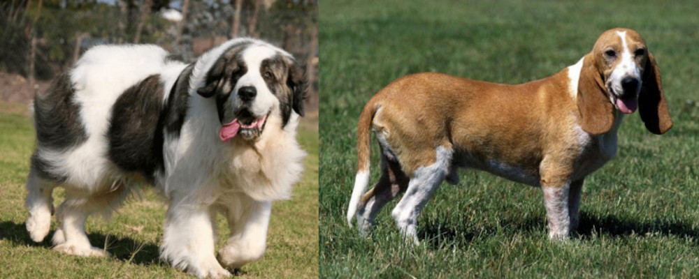 Schweizer Niederlaufhund vs Pyrenean Mastiff - Breed Comparison