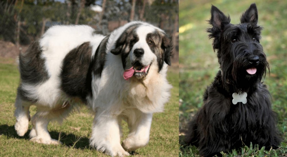 Scoland Terrier vs Pyrenean Mastiff - Breed Comparison