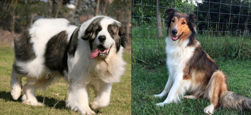 Scotch Collie vs Pyrenean Mastiff - Breed Comparison