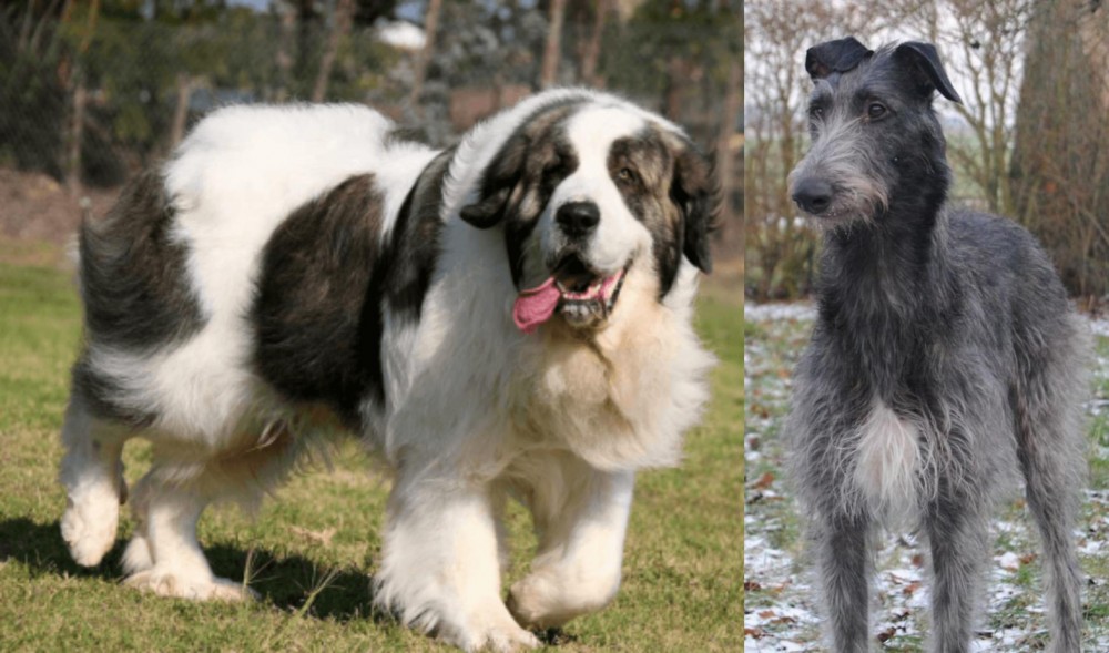Scottish Deerhound vs Pyrenean Mastiff - Breed Comparison