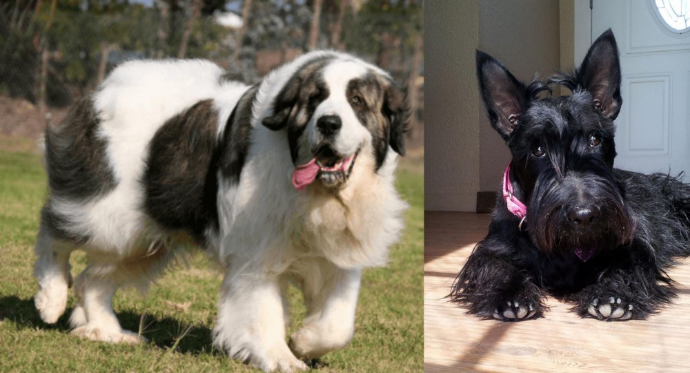 Scottish Terrier vs Pyrenean Mastiff - Breed Comparison