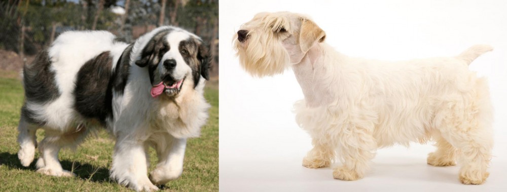Sealyham Terrier vs Pyrenean Mastiff - Breed Comparison