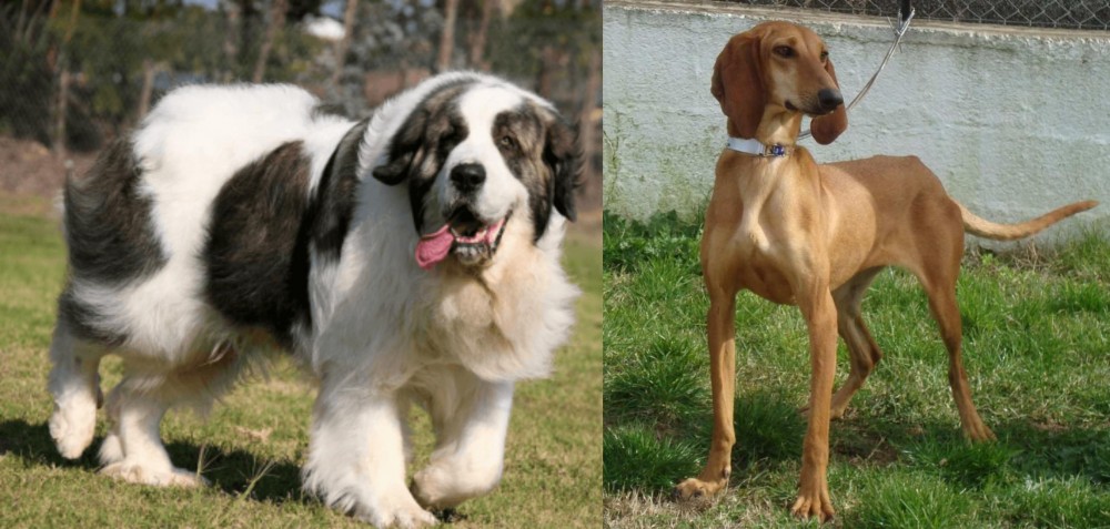 Segugio Italiano vs Pyrenean Mastiff - Breed Comparison