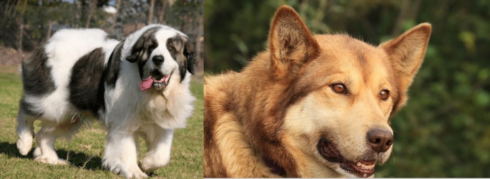 Seppala Siberian Sleddog vs Pyrenean Mastiff - Breed Comparison