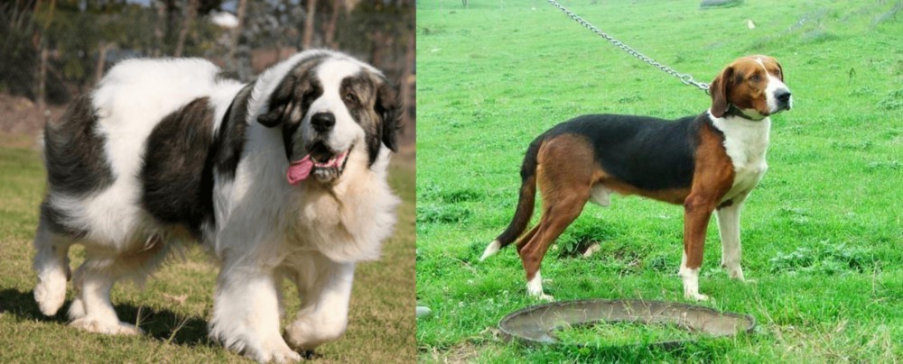 Serbian Tricolour Hound vs Pyrenean Mastiff - Breed Comparison