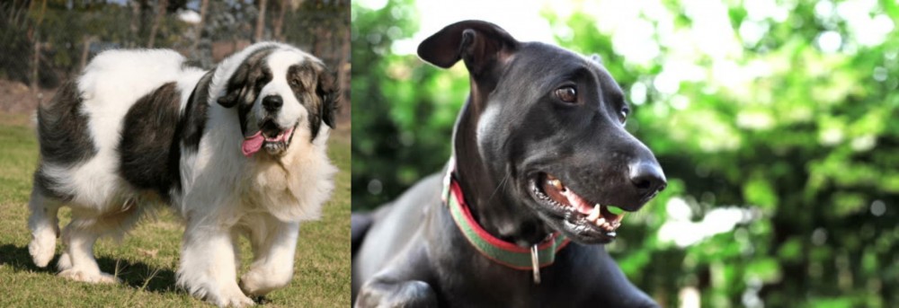 Shepard Labrador vs Pyrenean Mastiff - Breed Comparison