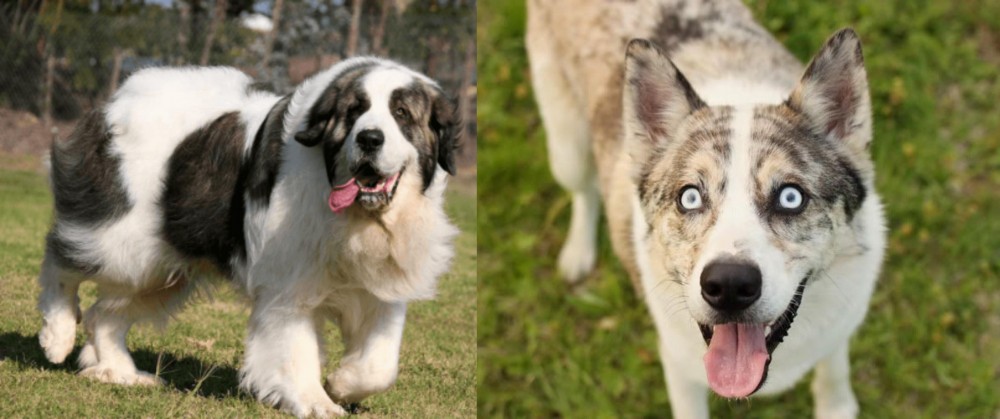 Shepherd Husky vs Pyrenean Mastiff - Breed Comparison