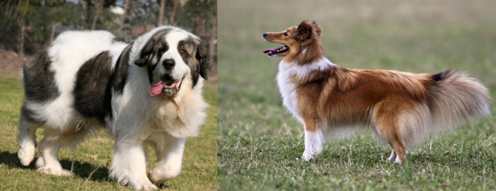 Shetland Sheepdog vs Pyrenean Mastiff - Breed Comparison