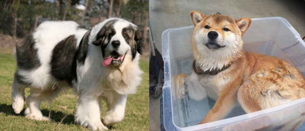 Shiba Inu vs Pyrenean Mastiff - Breed Comparison