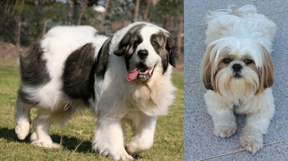 Shih Tzu vs Pyrenean Mastiff - Breed Comparison