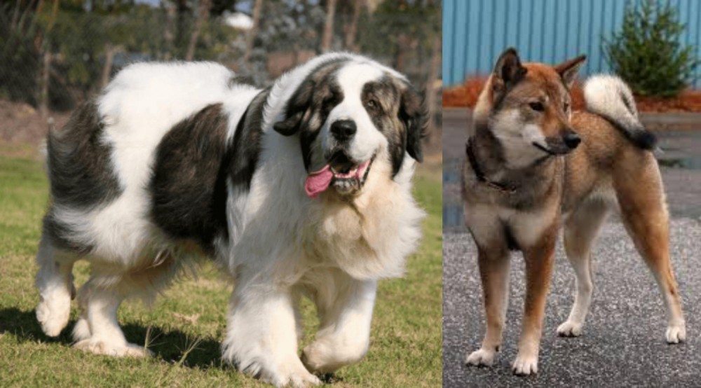 Shikoku vs Pyrenean Mastiff - Breed Comparison